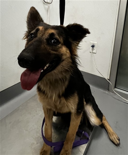 Shelter Stray Female Dog last seen Near BLOCK SAGE RD, HEMET CA 92544, 581 S Grand Ave, San Jacinto, CA 92582, USA