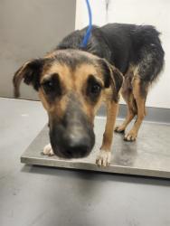 Shelter Stray Female Dog last seen Near BLOCK SAGE RD, HEMET CA 92544, 581 S Grand Ave, San Jacinto, CA 92582, USA