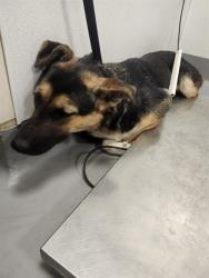 Shelter Stray Female Dog last seen Near BLOCK SAGE RD, HEMET CA 92544, 581 S Grand Ave, San Jacinto, CA 92582, USA