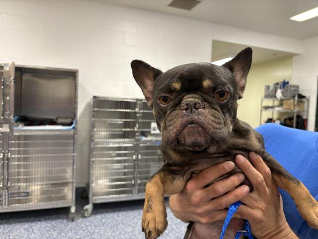 Shelter Stray Male Dog last seen RIO PECOS /LANDAU CATHEDRAL CITY CA 92234, 72050 Pet Land Pl, Thousand Palms, CA 92276, USA