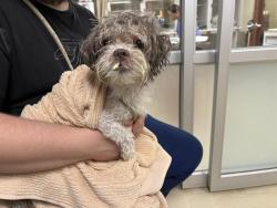 Shelter Stray Male Dog last seen KUSCIUSZKO PARK - 9TH/LINCOLN, 3839 W Burnham St, West Milwaukee, WI 53215, USA