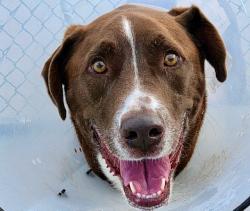 Shelter Stray Male Dog last seen , 4000 N Silverbell Rd, Tucson, AZ 85745, USA