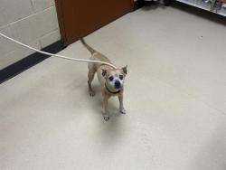 Shelter Stray Male Dog last seen Near BLOCK S 81ST ST, 3839 W Burnham St, West Milwaukee, WI 53215, USA