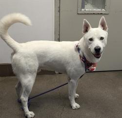 Shelter Stray Male Dog last seen , 4000 N Silverbell Rd, Tucson, AZ 85745, USA