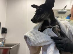 Shelter Stray Female Dog last seen , 4000 N Silverbell Rd, Tucson, AZ 85745, USA