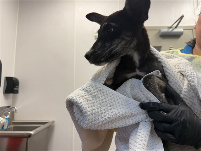 Shelter Stray Female Dog last seen , 4000 N Silverbell Rd, Tucson, AZ 85745, USA