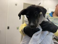 Shelter Stray Female Dog last seen , 4000 N Silverbell Rd, Tucson, AZ 85745, USA