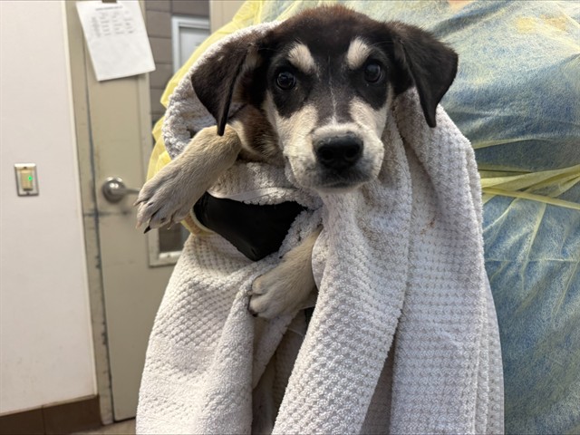 Shelter Stray Male Dog last seen , 4000 N Silverbell Rd, Tucson, AZ 85745, USA