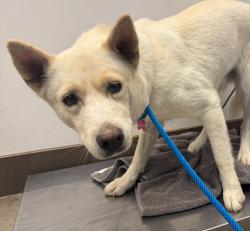 Shelter Stray Female Dog last seen , 4000 N Silverbell Rd, Tucson, AZ 85745, USA