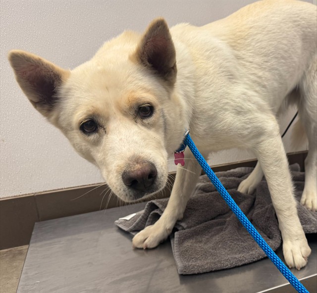 Shelter Stray Female Dog last seen , 4000 N Silverbell Rd, Tucson, AZ 85745, USA