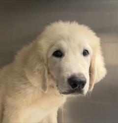 Shelter Stray Male Dog last seen , 4000 N Silverbell Rd, Tucson, AZ 85745, USA