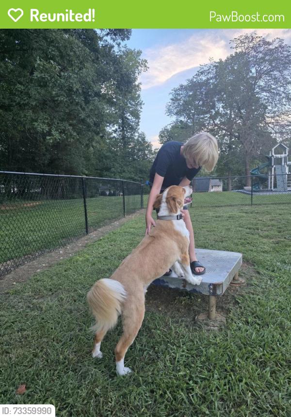 Reunited Male Dog last seen At Home in backyard in camera, Winston-Salem, NC 27127