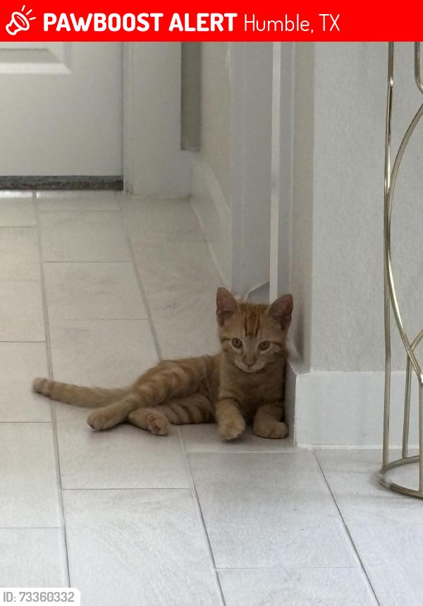 Lost Male Cat last seen Near old cypress landing lane, Humble, TX 77338