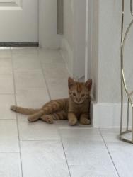 Lost Male Cat last seen Near old cypress landing lane, Humble, TX 77338