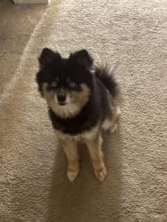 Lost Male Dog last seen S. Gessner & W. Airport BLVD, Houston, TX 77071