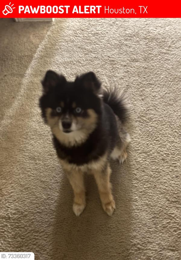 Lost Male Dog last seen S. Gessner & W. Airport BLVD, Houston, TX 77071