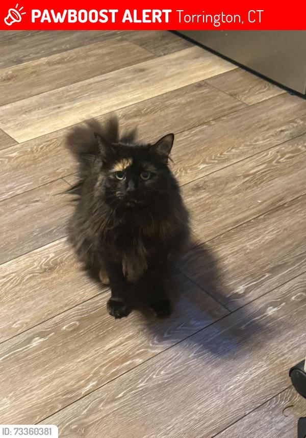 Lost Female Cat last seen McDonald st, Torrington, CT 06790
