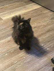 Lost Female Cat last seen McDonald st, Torrington, CT 06790