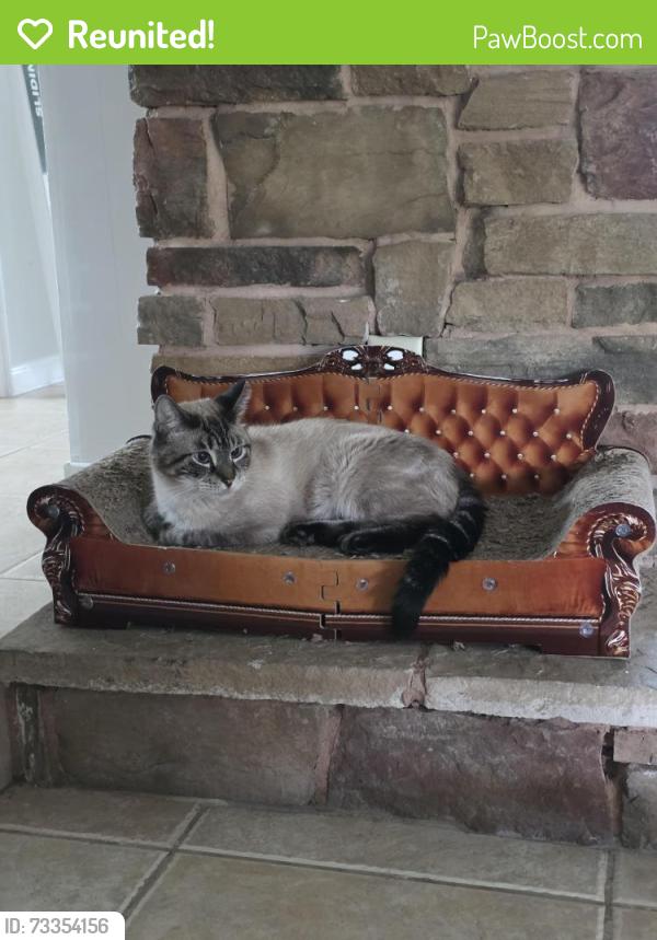 Reunited Male Cat last seen Key lime between avocado and 140th, West Palm Beach, FL 33412