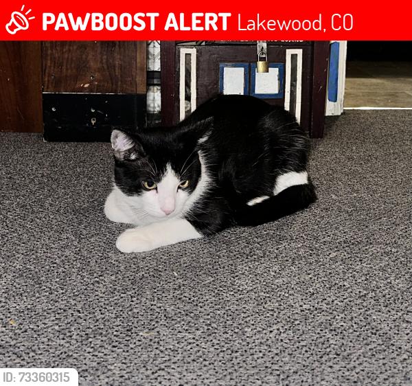 Lost Male Cat last seen Lakewood High school, Lakewood, CO 80215