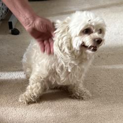 Found/Stray Female Dog last seen Nugget and Daisy, Phelan, CA 92371