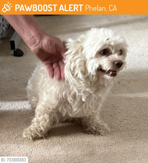 Found/Stray Female Dog last seen Nugget and Daisy, Phelan, CA 92371