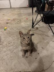 Found/Stray Male Cat last seen Washington Ave, Cheviot, OH 45211