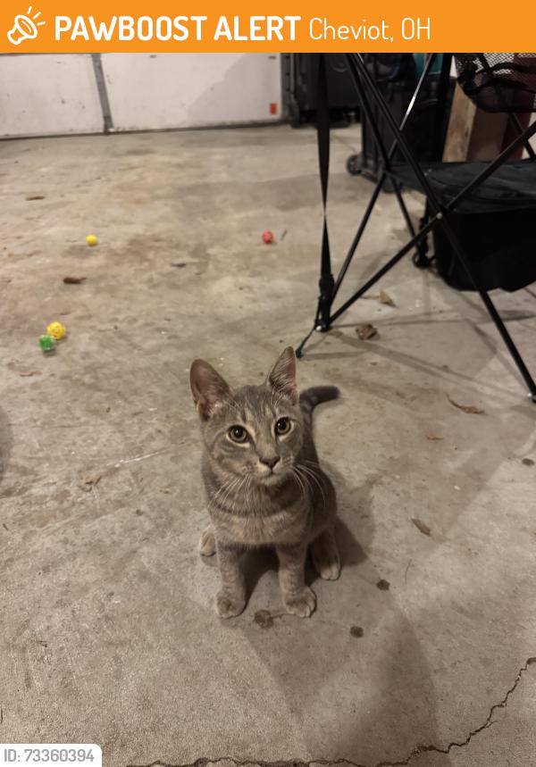 Found/Stray Male Cat last seen Washington Ave, Cheviot, OH 45211