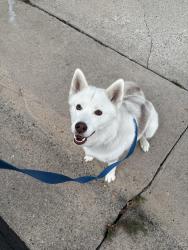 Found/Stray Female Dog last seen 71st and quay st, Arvada, CO 80003