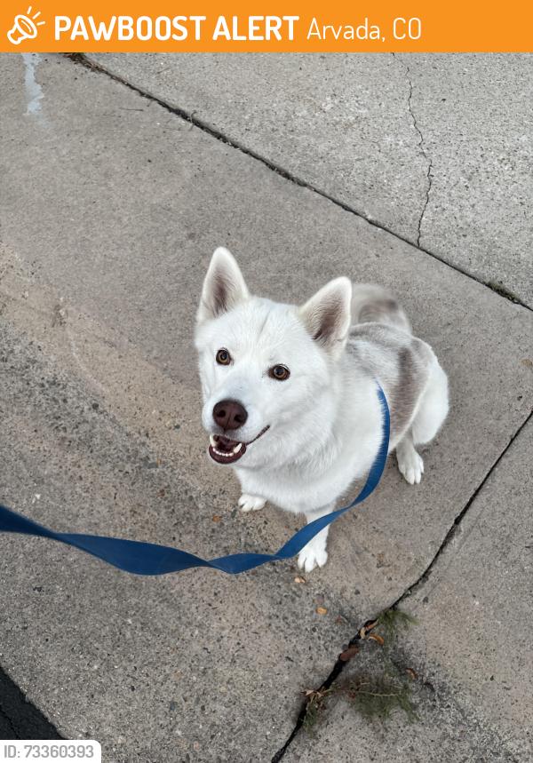 Found/Stray Female Dog last seen 71st and quay st, Arvada, CO 80003