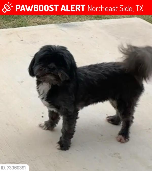 Lost Female Dog last seen Quarter Moon, Northeast Side, TX 78109