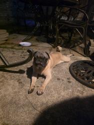 Found/Stray Male Dog last seen Crescent peak and muddy peak, San Antonio, TX 78245