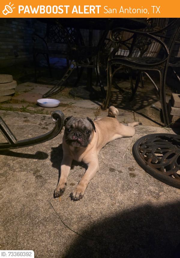 Found/Stray Male Dog last seen Crescent peak and muddy peak, San Antonio, TX 78245