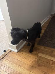 Found/Stray Female Dog last seen Grovers ave, Philadelphia, PA 19153