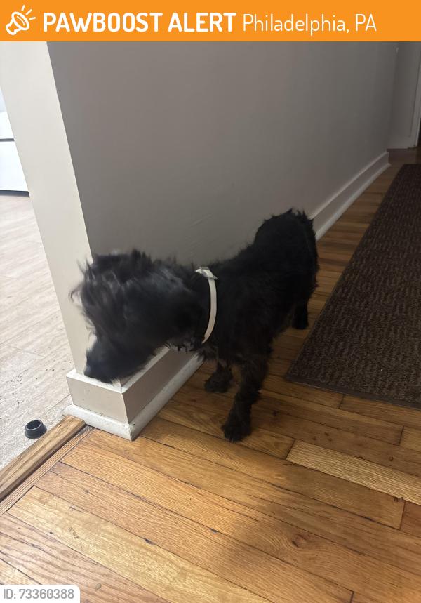 Found/Stray Female Dog last seen Grovers ave, Philadelphia, PA 19153