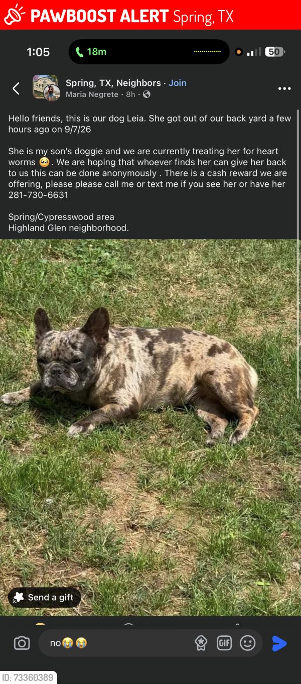 Lost Female Dog last seen Sunset Glen Lane, Spring, TX 77373