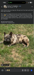 Lost Female Dog last seen Sunset Glen Lane, Spring, TX 77373