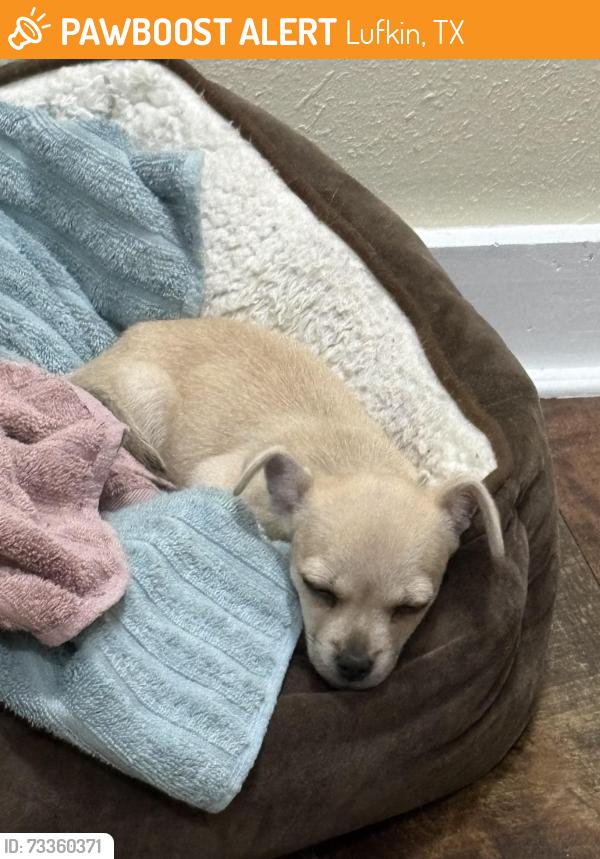 Rehomed Female Dog last seen Timberland, Lufkin, TX 75903