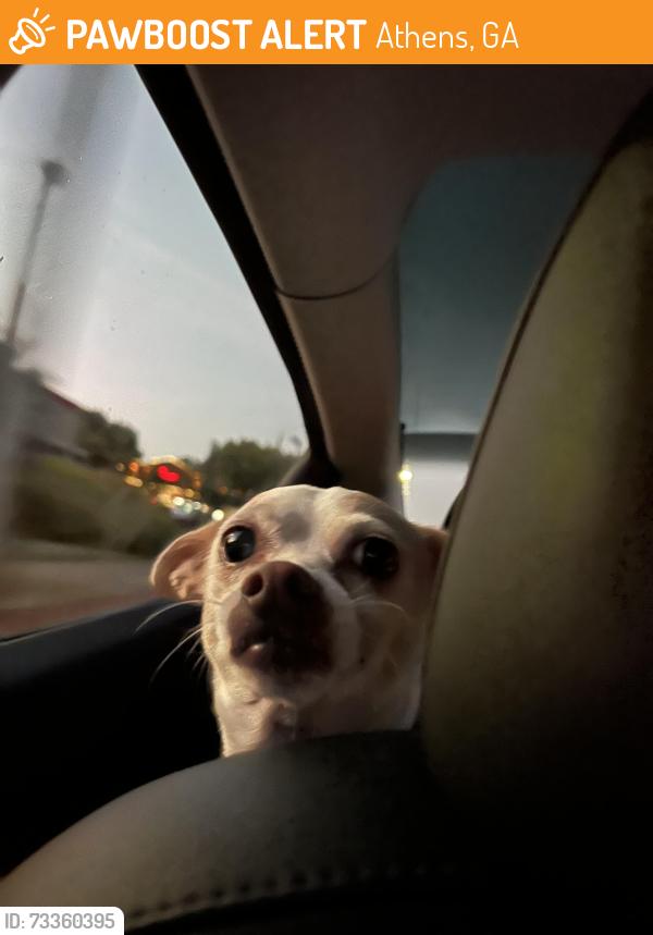 Found/Stray Male Dog last seen Cali n titoes east side, Athens, GA 30605