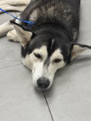 Found/Stray Male Dog last seen El yunque, Palma Sola, Canóvanas 00729