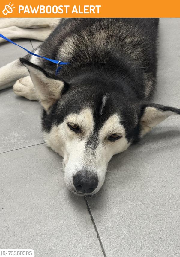 Found/Stray Male Dog last seen El yunque, Palma Sola, Canóvanas 00729