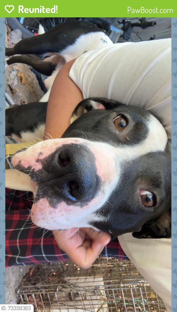 Reunited Male Dog last seen Near E John St, Matthews, NC 28105, USA, Matthews, NC 28105