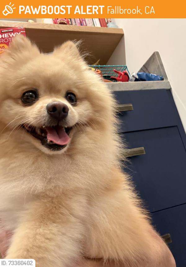Found/Stray Male Dog last seen Rancho Viejo in Fallbrook, Fallbrook, CA 92028