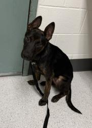 Shelter Stray Male Dog last seen N/A, Oakland, CA, 1101 29th Ave, Oakland, CA 94601, USA
