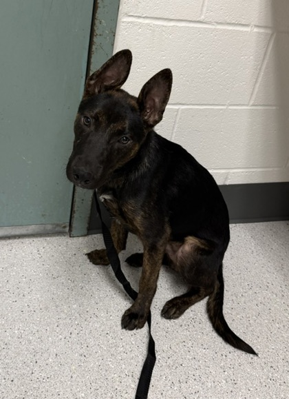 Shelter Stray Male Dog last seen N/A, Oakland, CA, 1101 29th Ave, Oakland, CA 94601, USA