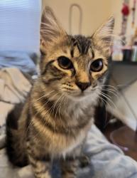 Lost Female Cat last seen Casselman and 5th, Chula Vista, CA 91910