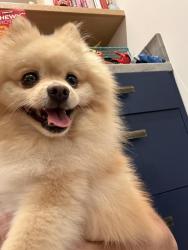 Found/Stray Male Dog last seen Rancho Viejo in Fallbrook, Fallbrook, CA 92028