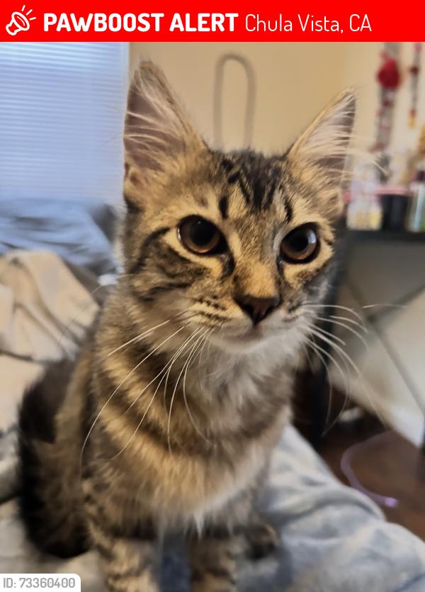 Lost Female Cat last seen Casselman and 5th, Chula Vista, CA 91910