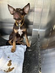 Shelter Stray Female Dog last seen 2600-Blk Summer Walk Pl, City of Round Rock, TX, 1855 SE Inner Loop, Georgetown, TX 78626, USA