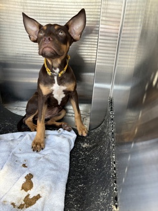 Shelter Stray Female Dog last seen 2600-Blk Summer Walk Pl, City of Round Rock, TX, 1855 SE Inner Loop, Georgetown, TX 78626, USA
